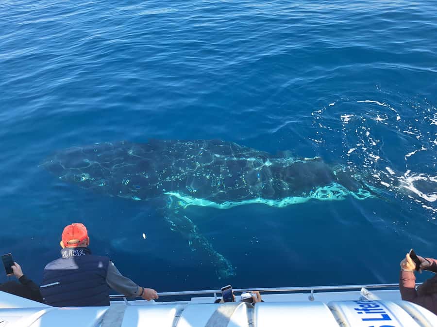 Sydney: Ocean Whale Watching Experience - Is $98 a fair price for 150 minutes?