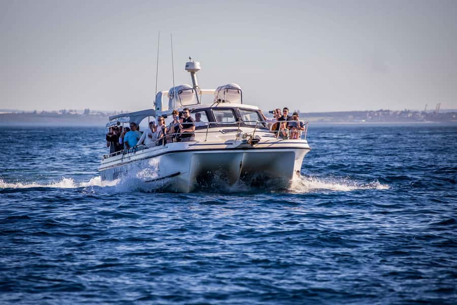 Sydney: Ocean Whale Watching Experience - The best time and the right sort of passenger