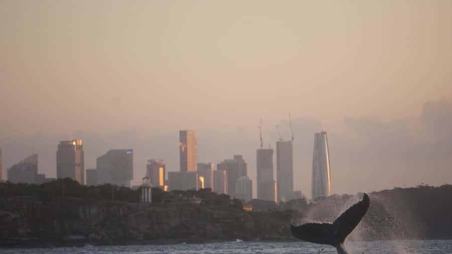 Sydney: Ocean Whale Watching Experience - Booking details that matter