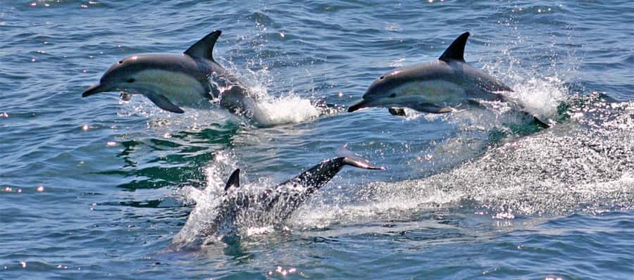 Sydney: Port Stephens Dolphin Cruise & Sandboarding Day Trip - Koalas at the PS Koala Sanctuary