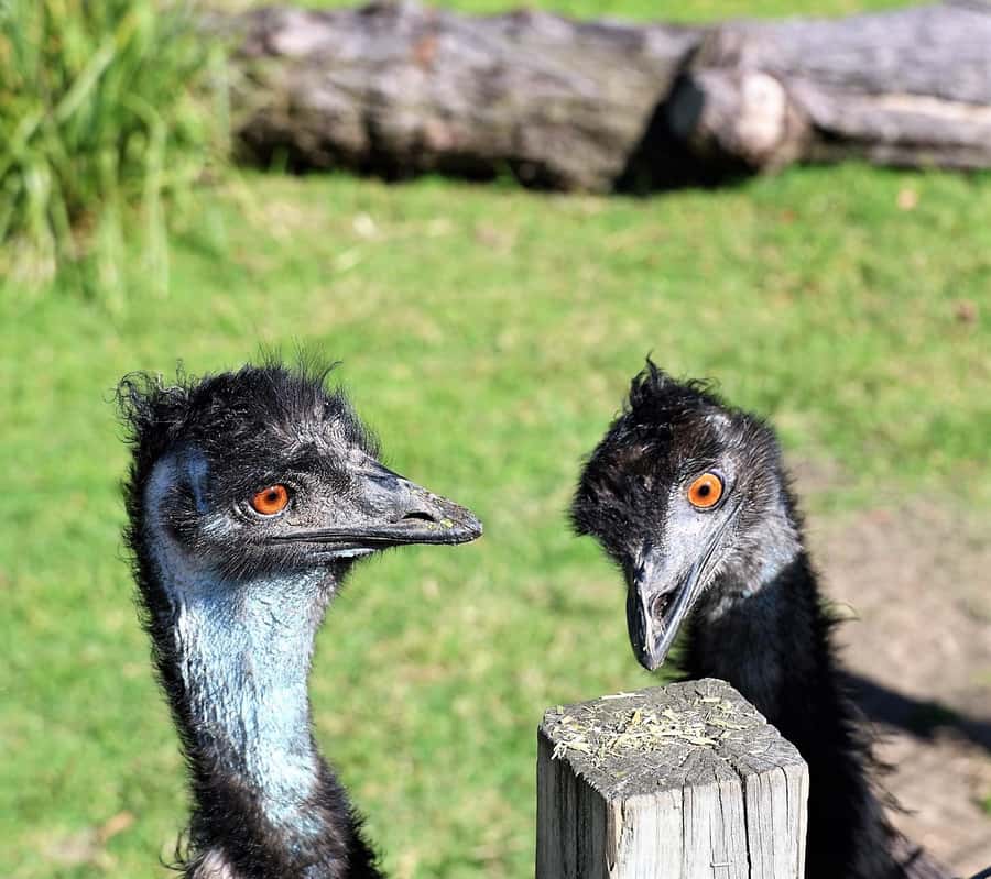 Sydney: Royal National Park private day tour - Providential Point and the park’s native life