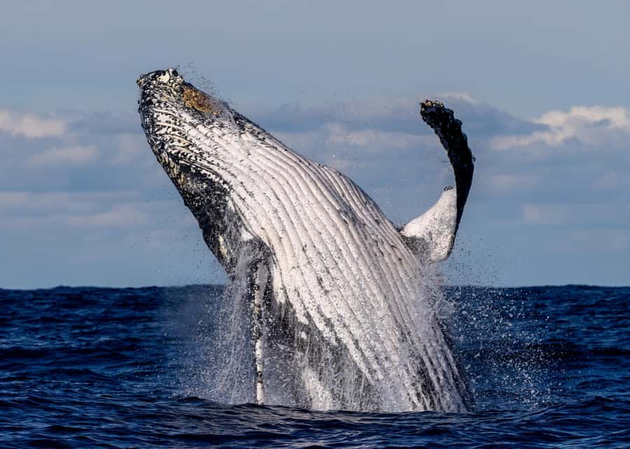 Sydney: Scenic Whale Watching Cruise - Whales Guaranteed - Leaving Circular Quay with Sydney in the frame