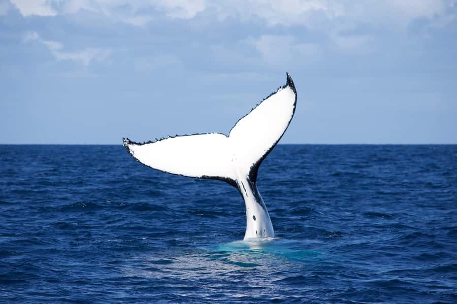 Sydney: Scenic Whale Watching Cruise - Whales Guaranteed - Dolphins, seals, and the ride home