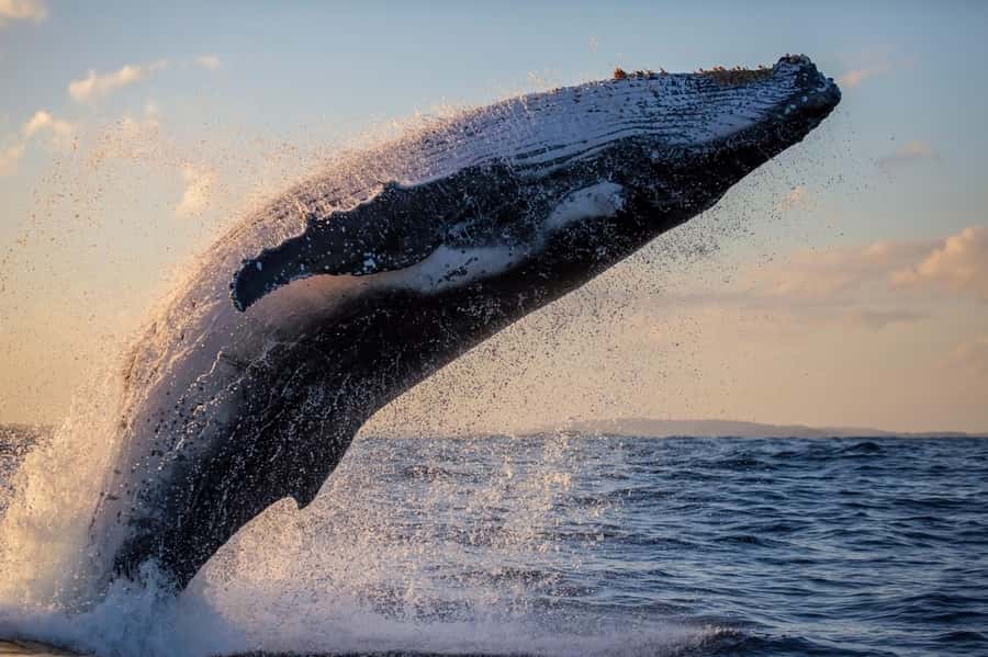 Sydney: Scenic Whale Watching Cruise - Whales Guaranteed - What $45 buys you