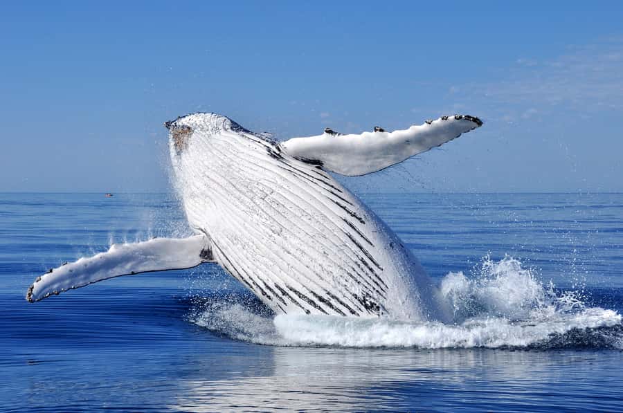 Sydney: Scenic Whale Watching Cruise - Whales Guaranteed - Who should book this cruise