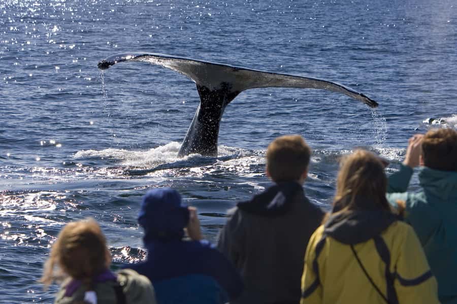 Sydney: Scenic Whale Watching Cruise - Whales Guaranteed - Booking, meeting point, and useful planning details