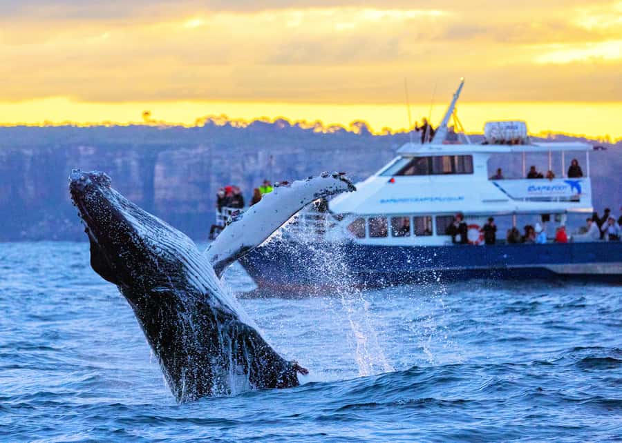 Sydney: Scenic Whale Watching Cruise - Whales Guaranteed - Through Sydney Heads and into open water