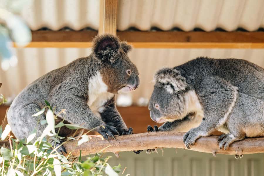 Sydney: Small Group Blue Mountains, Wildlife & Waterfalls - Featherdale: a useful first stop for Australian wildlife