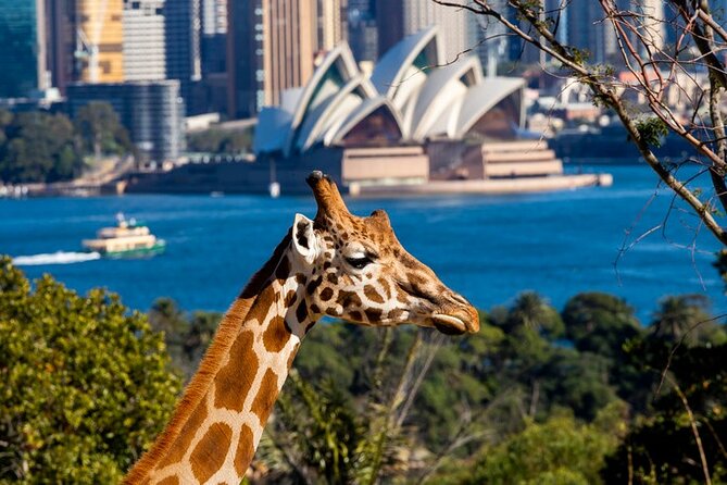 Sydney Taronga Zoo General Entry Ticket - Key points to know before you go