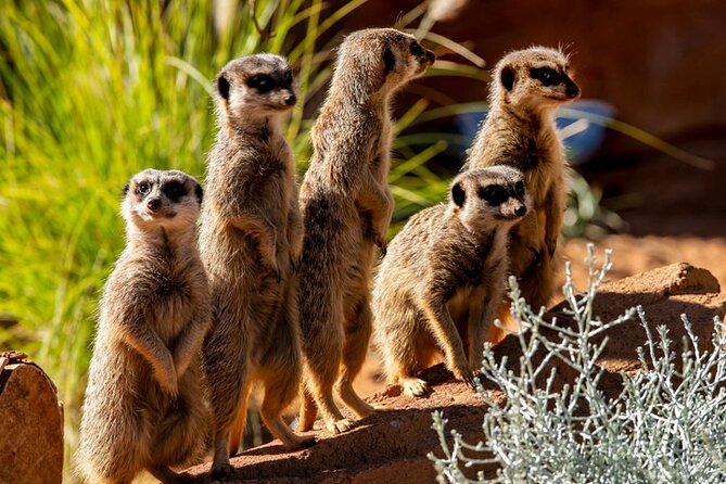 Sydney Taronga Zoo General Entry Ticket - Why Taronga Zoo is more than a standard city attraction