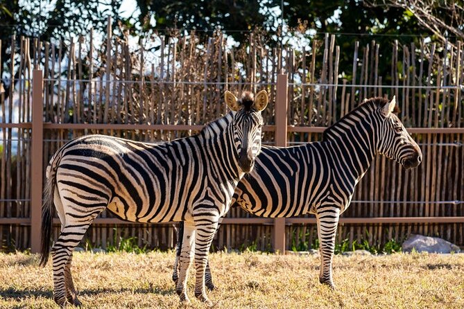 Sydney Taronga Zoo General Entry Ticket - Wild Asia and international animal areas