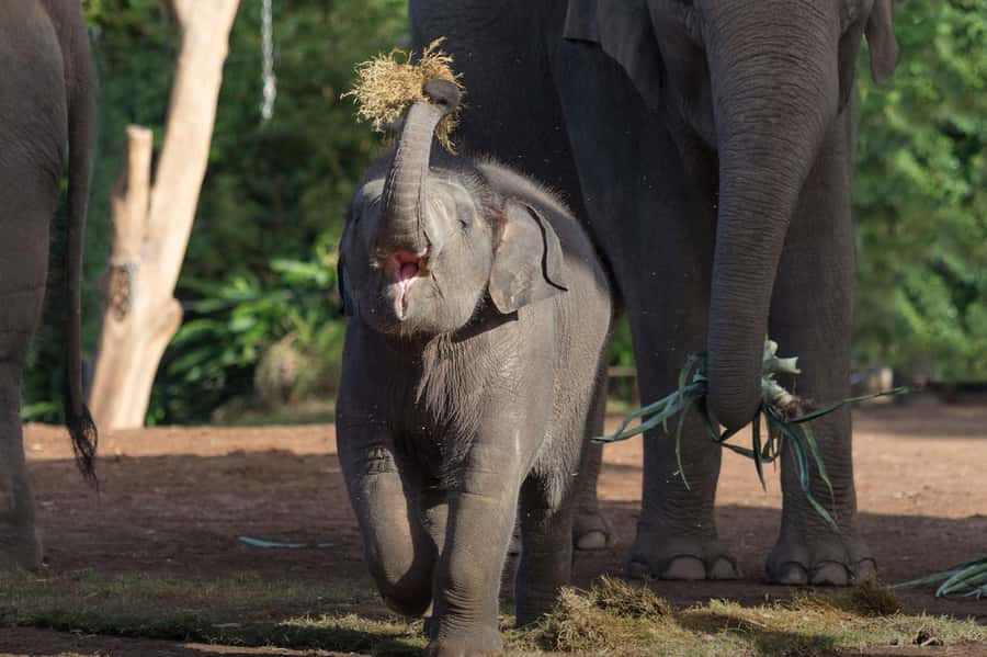 Sydney: Taronga Zoo Ticket with Return Ferry - Key points to know
