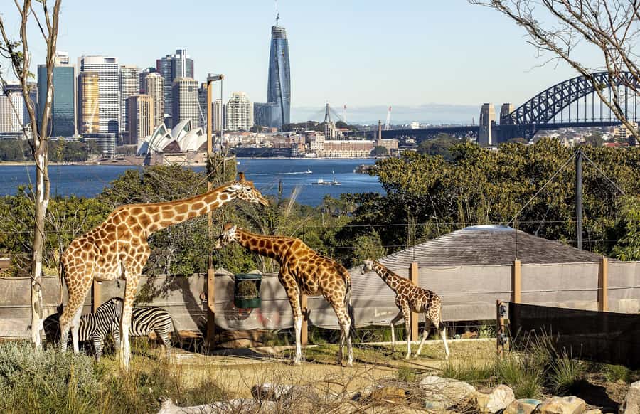 Sydney: Taronga Zoo Ticket with Return Ferry - Should you book the Taronga Zoo ferry combination?