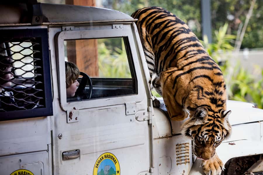Sydney: Taronga Zoo Ticket with Return Ferry - The ferry is the scenic beginning