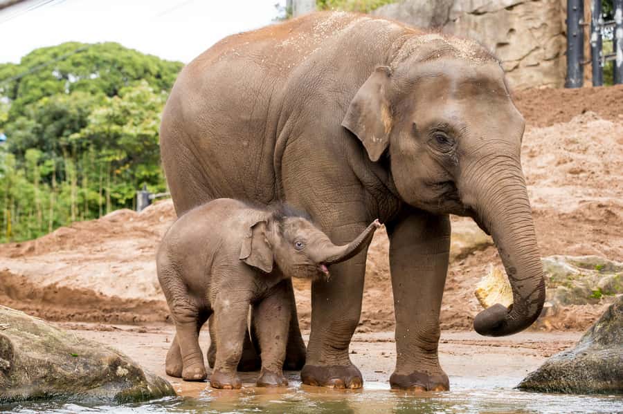 Sydney: Taronga Zoo Ticket with Return Ferry - Plan around keeper talks and animal shows