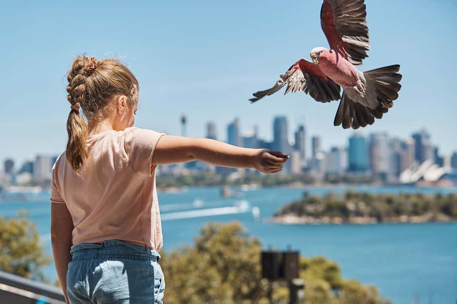 Sydney: Taronga Zoo Ticket with Return Ferry - A beautiful zoo with serious hills
