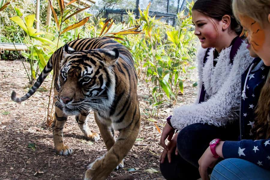 Sydney: Taronga Zoo Ticket with Return Ferry - How to make the most of one day