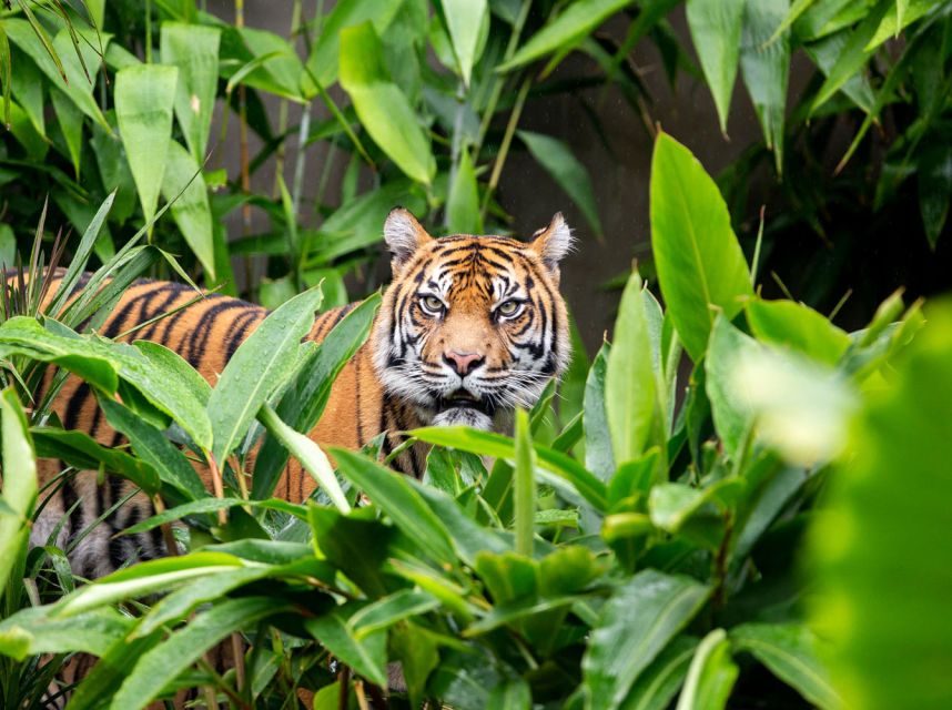 Sydney: Taronga Zoo Ticket with Return Ferry - Is the $55 combination ticket good value?