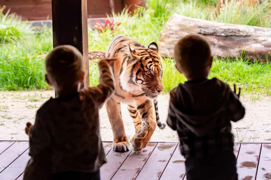 Sydney: Taronga Zoo Ticket with Return Ferry - Arriving beside Taronga Zoo