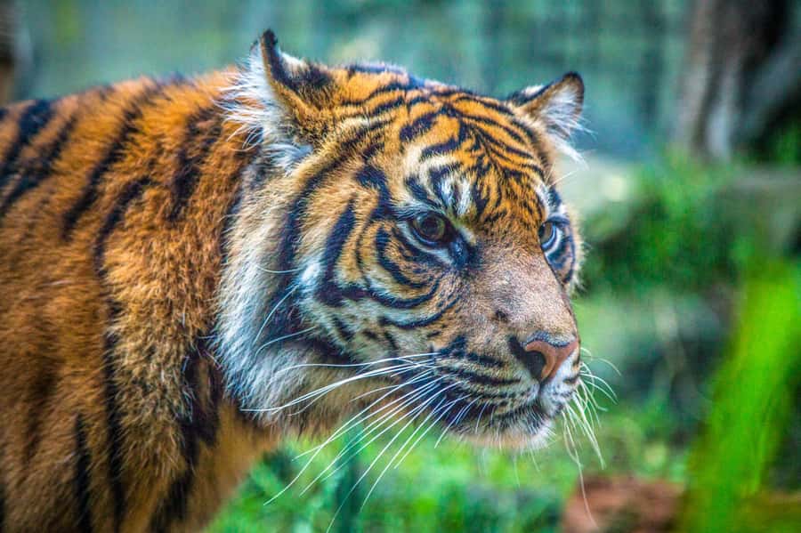 Sydney: Taronga Zoo Tickets - Key points before you book
