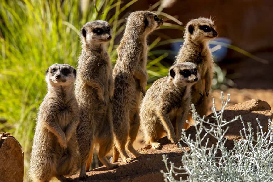 Sydney: Taronga Zoo Tickets - Is the $38 ticket good value?