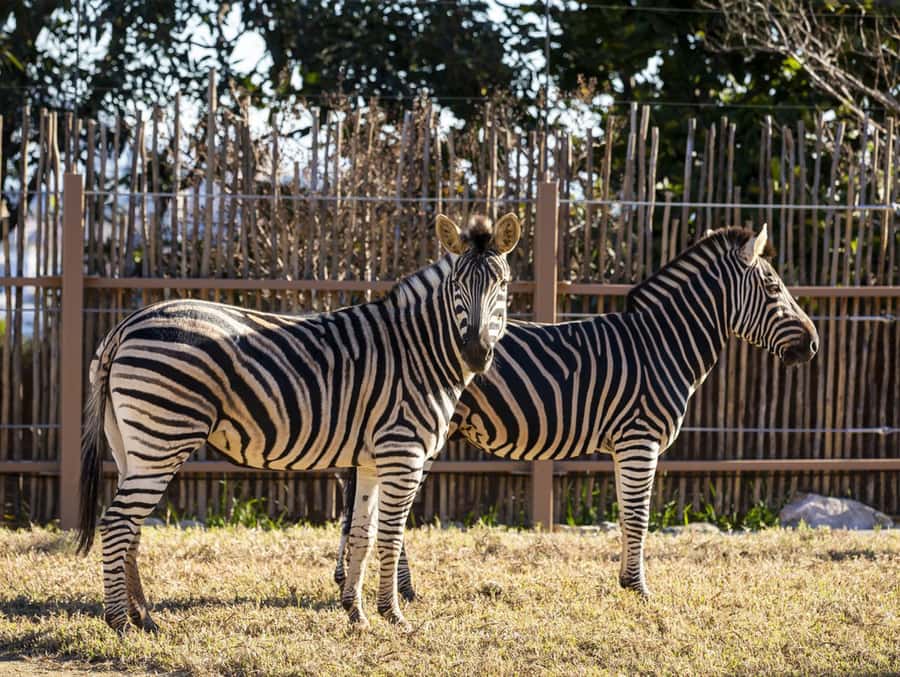 Sydney: Taronga Zoo Tickets - Why Taronga Zoo feels different from an ordinary city zoo
