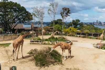Taronga Zoo Tickets