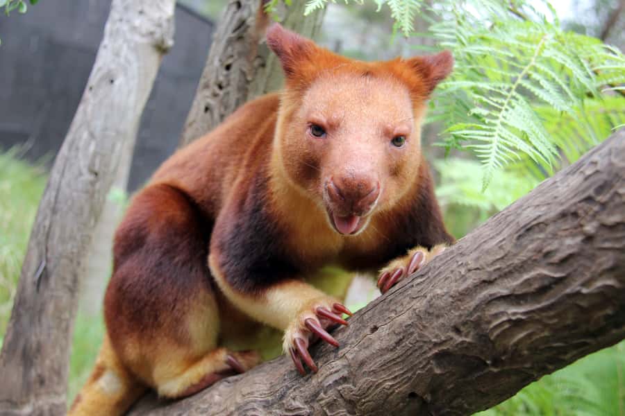 Sydney: Taronga Zoo Tickets - Giraffes, lions, and the world animal collection