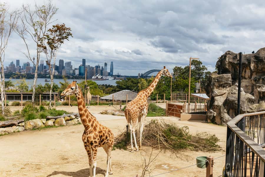 Sydney: Taronga Zoo Tickets - Food, rest areas, and accessibility