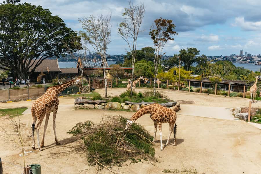 Sydney: Taronga Zoo Tickets - Getting there from Circular Quay