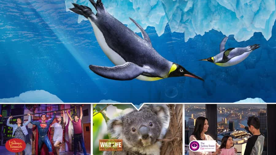 Sydney: Ultimate City Pass for 4 Attractions with Skywalk - Key points to know before booking