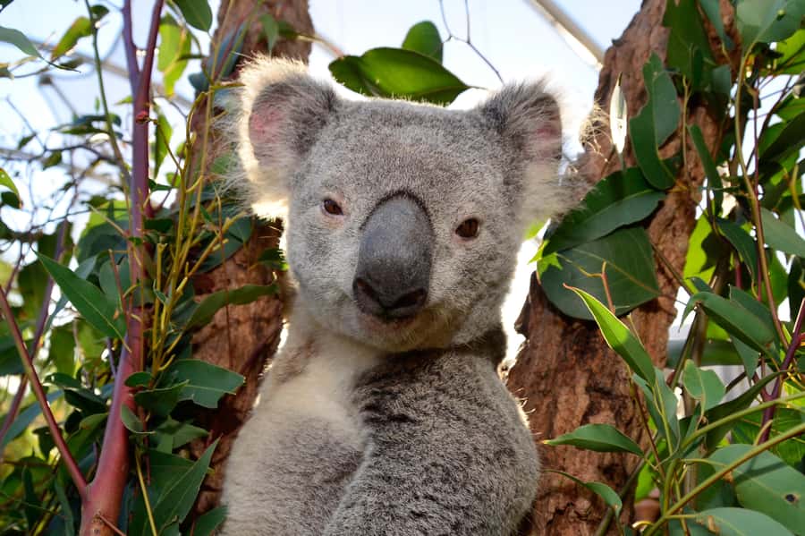 Sydney: Ultimate City Pass for 4 Attractions with Skywalk - Madame Tussauds Sydney, a lighter change of pace