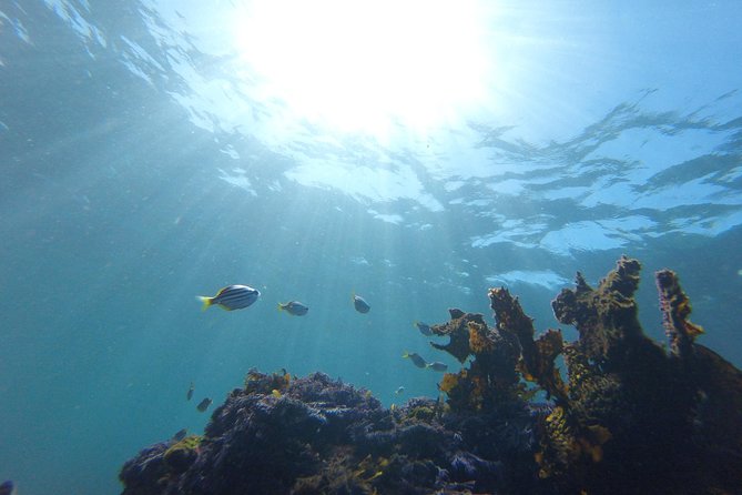sydney underwater scooter tours - Timing, cancellations, and the refund detail