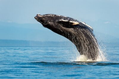 Whale Watching Adventure Cruise