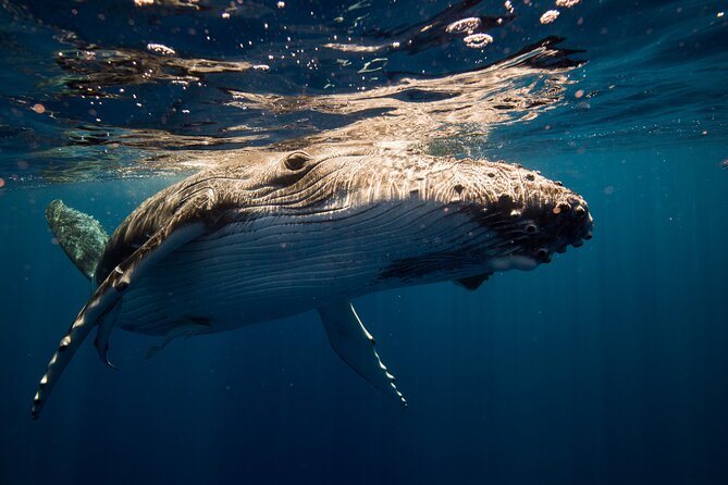 Sydney: Whale Watching Adventure Cruise - Six smart ways to improve your day