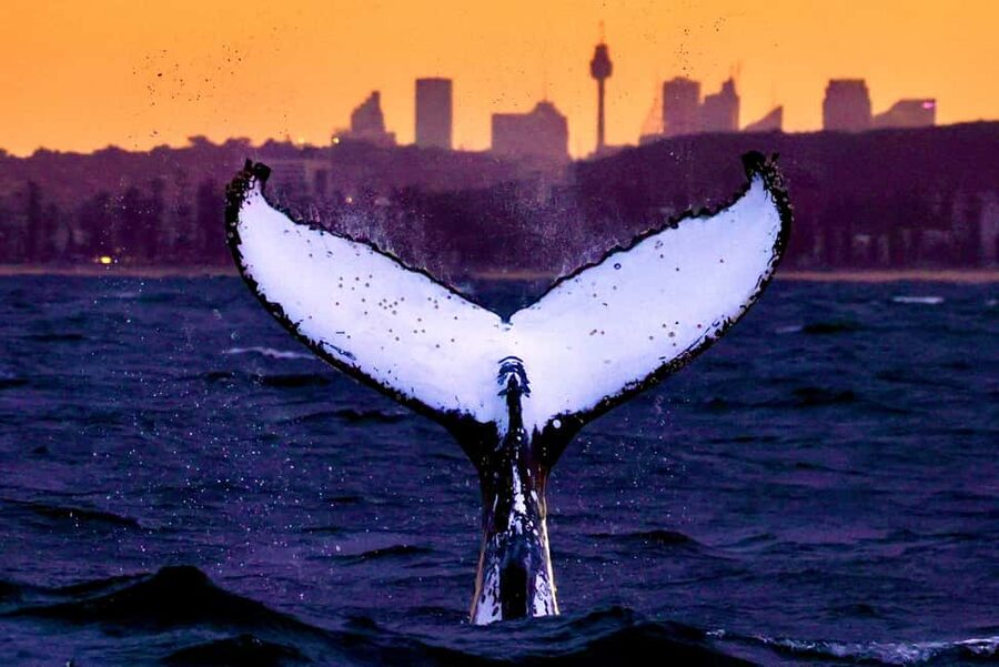 Sydney: Whale Watching Adventure Cruise - Whales Guaranteed! - From Circular Quay to Sydney Heads