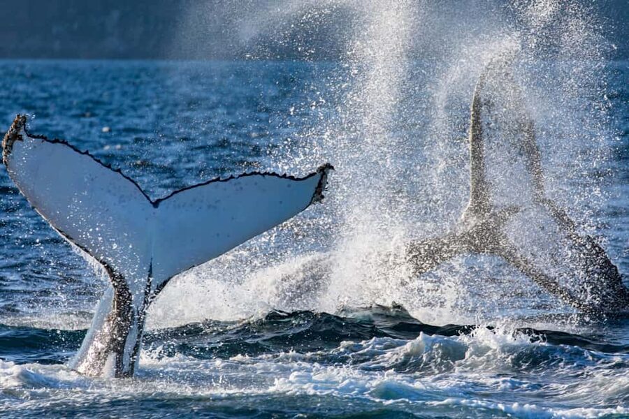 Sydney: Whale Watching Adventure Cruise - Whales Guaranteed! - What a whale encounter can look like