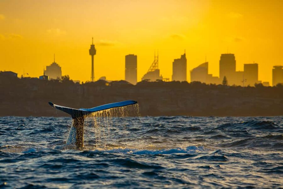 Sydney: Whale Watching Adventure Cruise - Whales Guaranteed! - The real cost at $43 per person