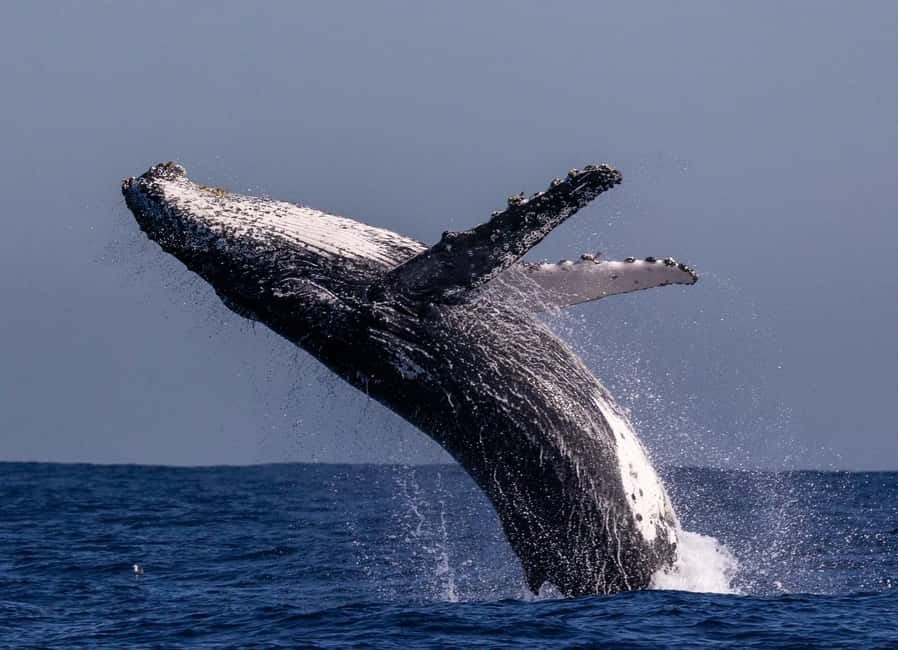 Sydney: Whale Watching Adventure Cruise - Whales Guaranteed! - Who will enjoy this cruise most