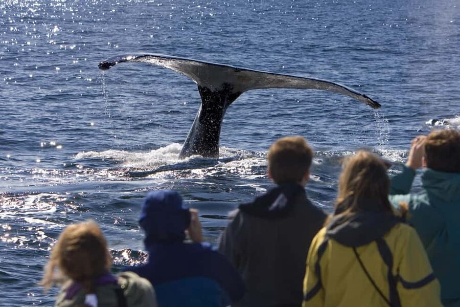 Sydney: Whale Watching Adventure Cruise - Whales Guaranteed! - Is the whale guarantee enough reason to book?