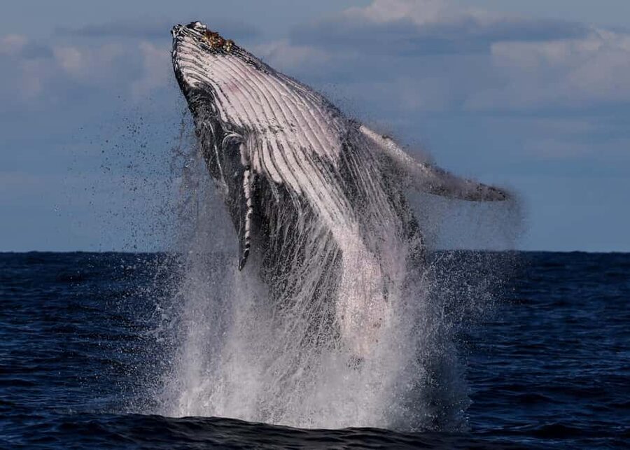 Sydney: Whale Watching Adventure Cruise - Whales Guaranteed! - Searching for humpback whales offshore