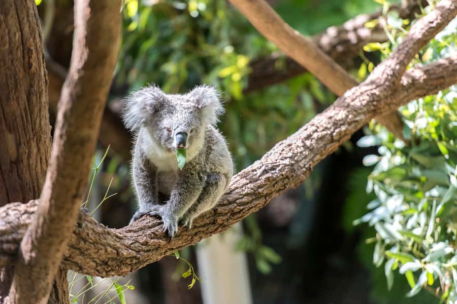 Sydney: Whale Watching Cruise and Taronga Zoo Package - Why this package works in Sydney