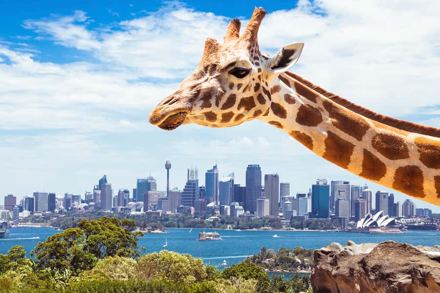 Sydney: Whale Watching Cruise and Taronga Zoo Package - What whale watching really feels like