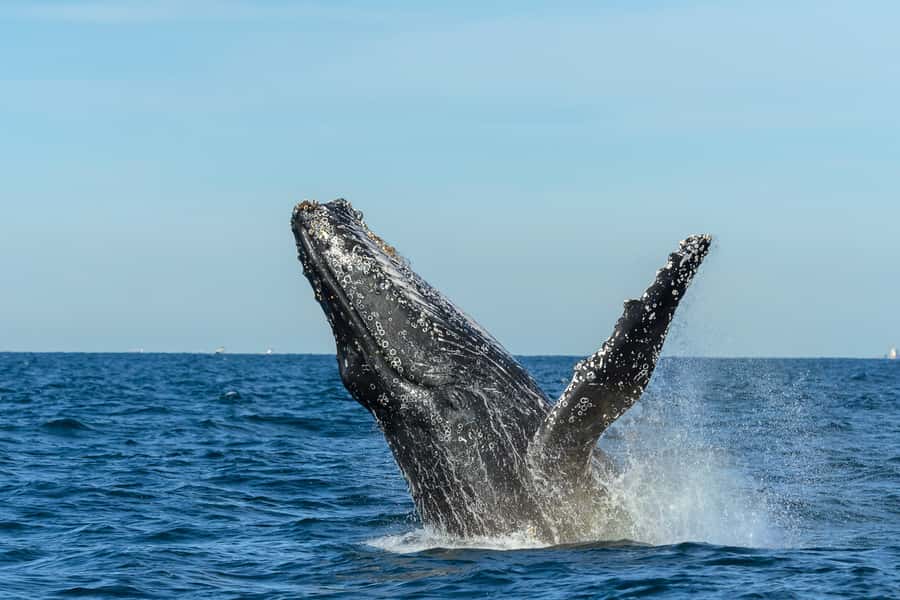 Sydney: Whale Watching Cruise and Taronga Zoo Package - Arriving at Taronga Zoo by water