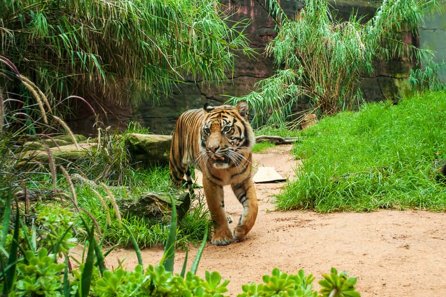 Sydney: Whale Watching Cruise and Taronga Zoo Package - Planning your afternoon inside the zoo