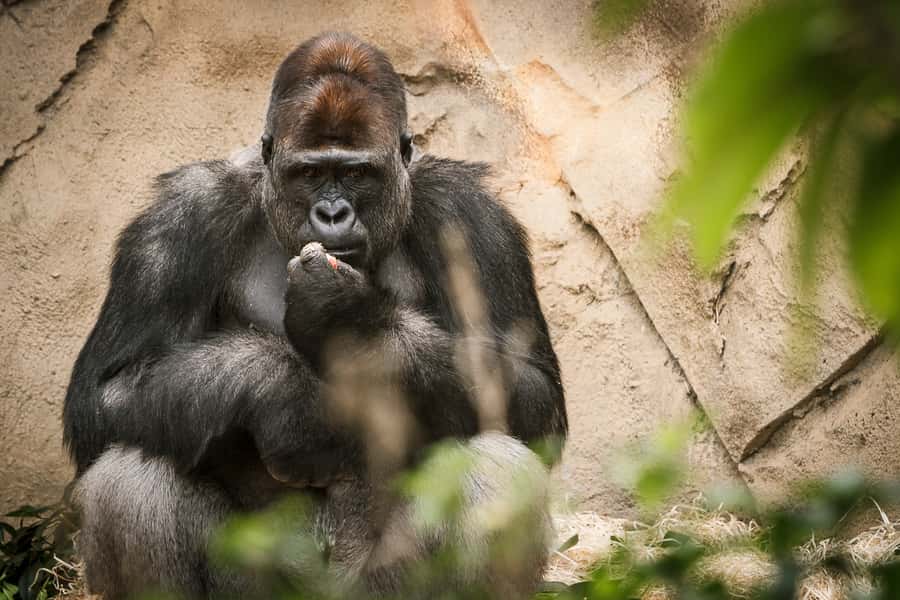 Sydney: Whale Watching Cruise and Taronga Zoo Package - Returning to Circular Quay by Rocket Ferry