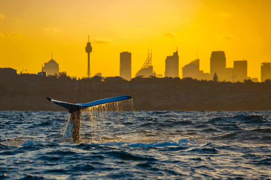 Sydney: Whale Watching Cruise and Taronga Zoo Package - Should you book the whale cruise and zoo together?