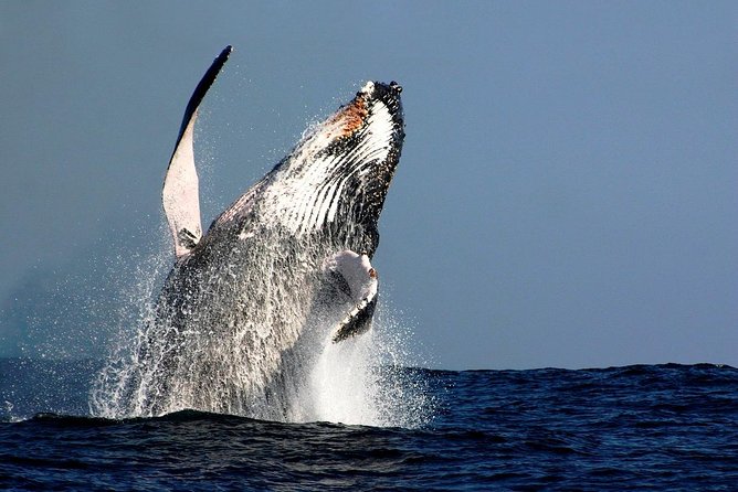 Sydney Whale-Watching Cruise Including Lunch or Breakfast - Key points to know before booking