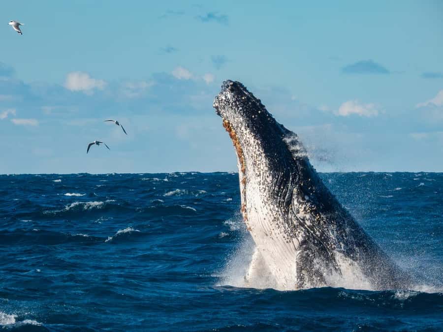 Sydney Whale Watching Cruise with Breakfast or Lunch - Key points to know before you book