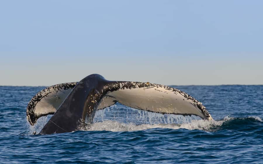 Sydney Whale Watching Cruise with Breakfast or Lunch - Leaving Circular Quay for the open sea